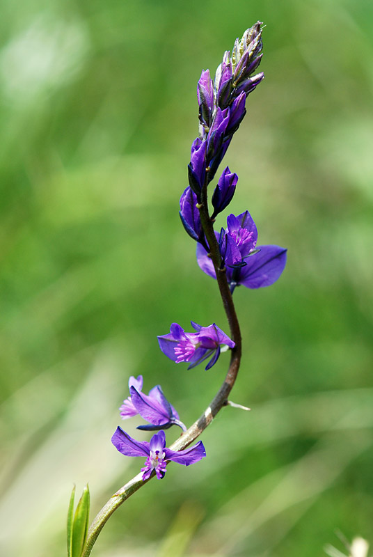 Fiori monte Summano - Polygala sp.